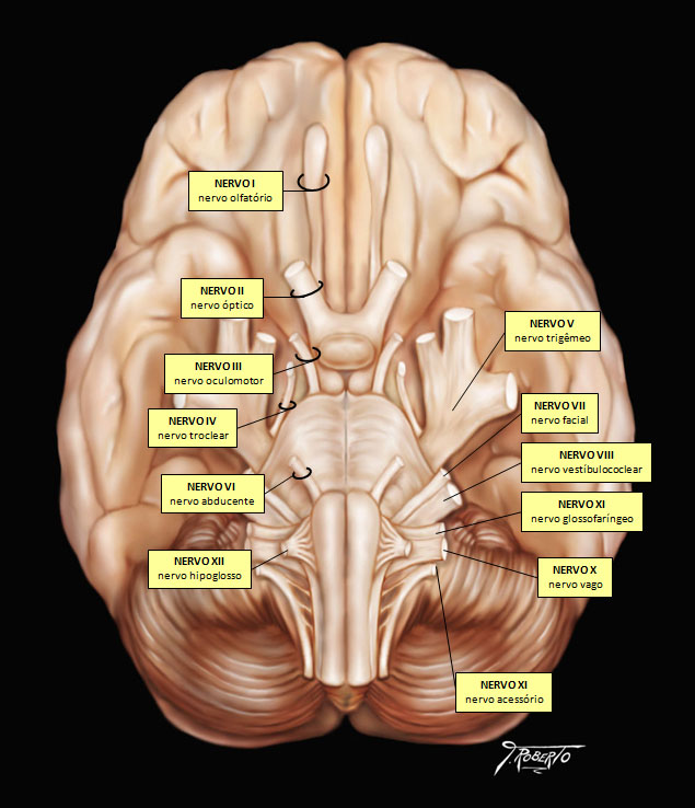 nervos cranianos